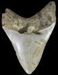 Bargain, Megalodon Tooth - North Carolina #67109-2